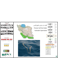 گونه مار دریایی خلیج فارس Persian Gulf Sea Snake 